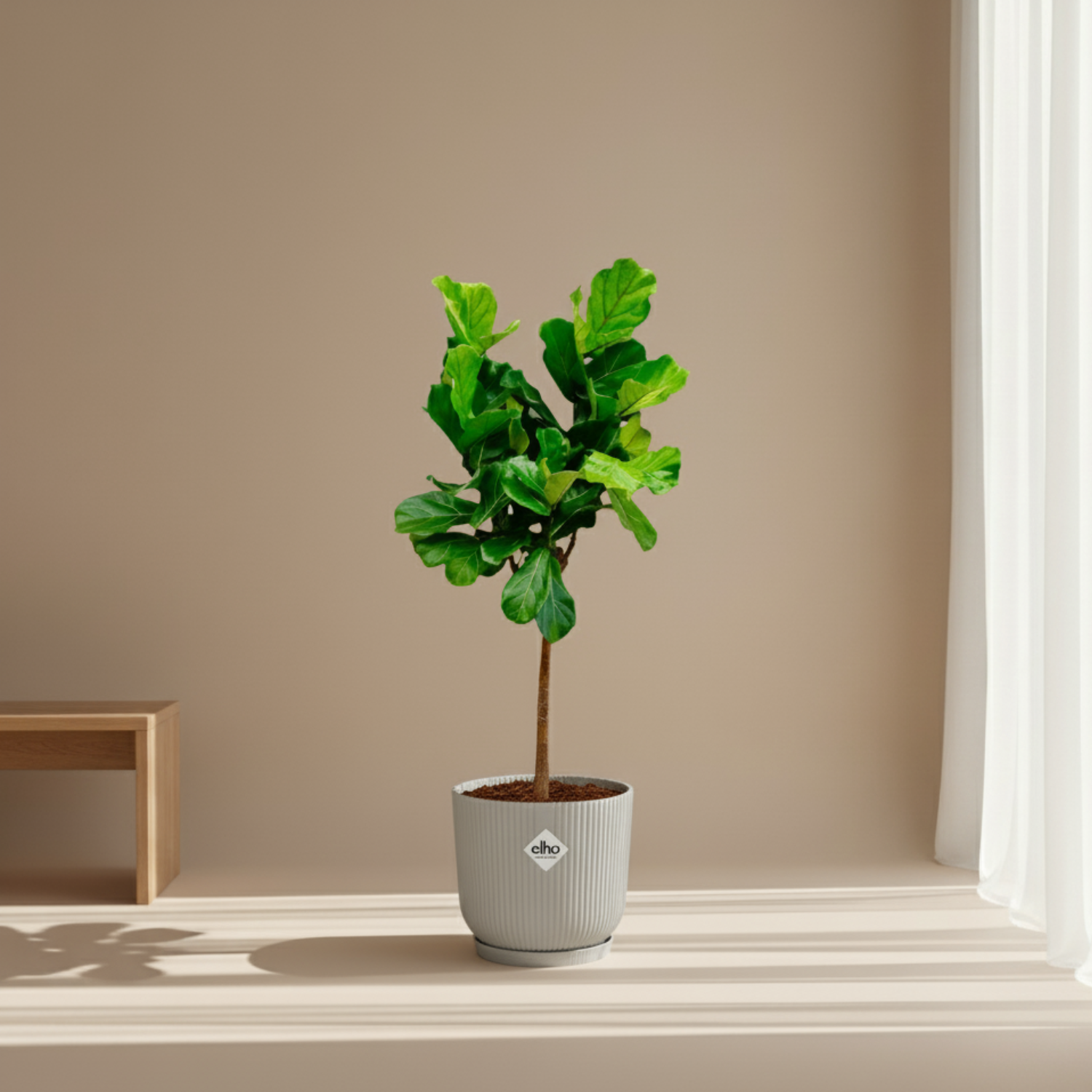 Ficus Lyrata Boom