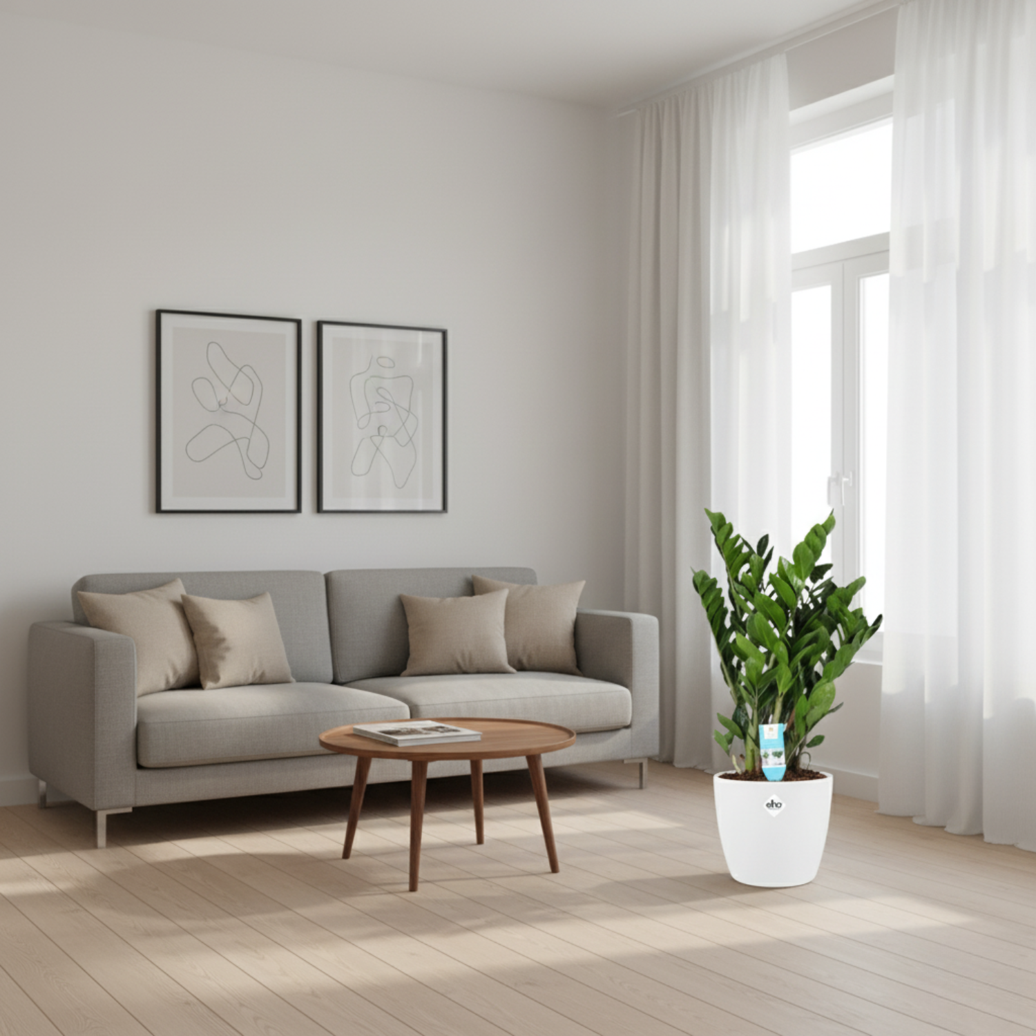 Zamioculcas Zamiifolia kopen