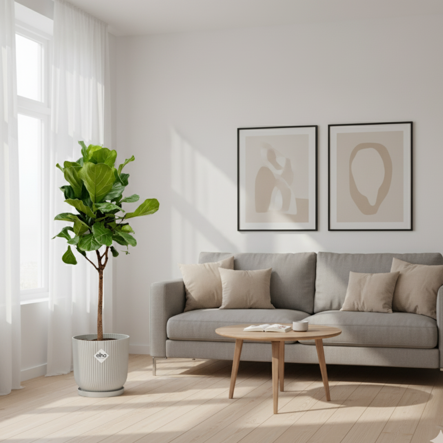 Ficus Lyrata 