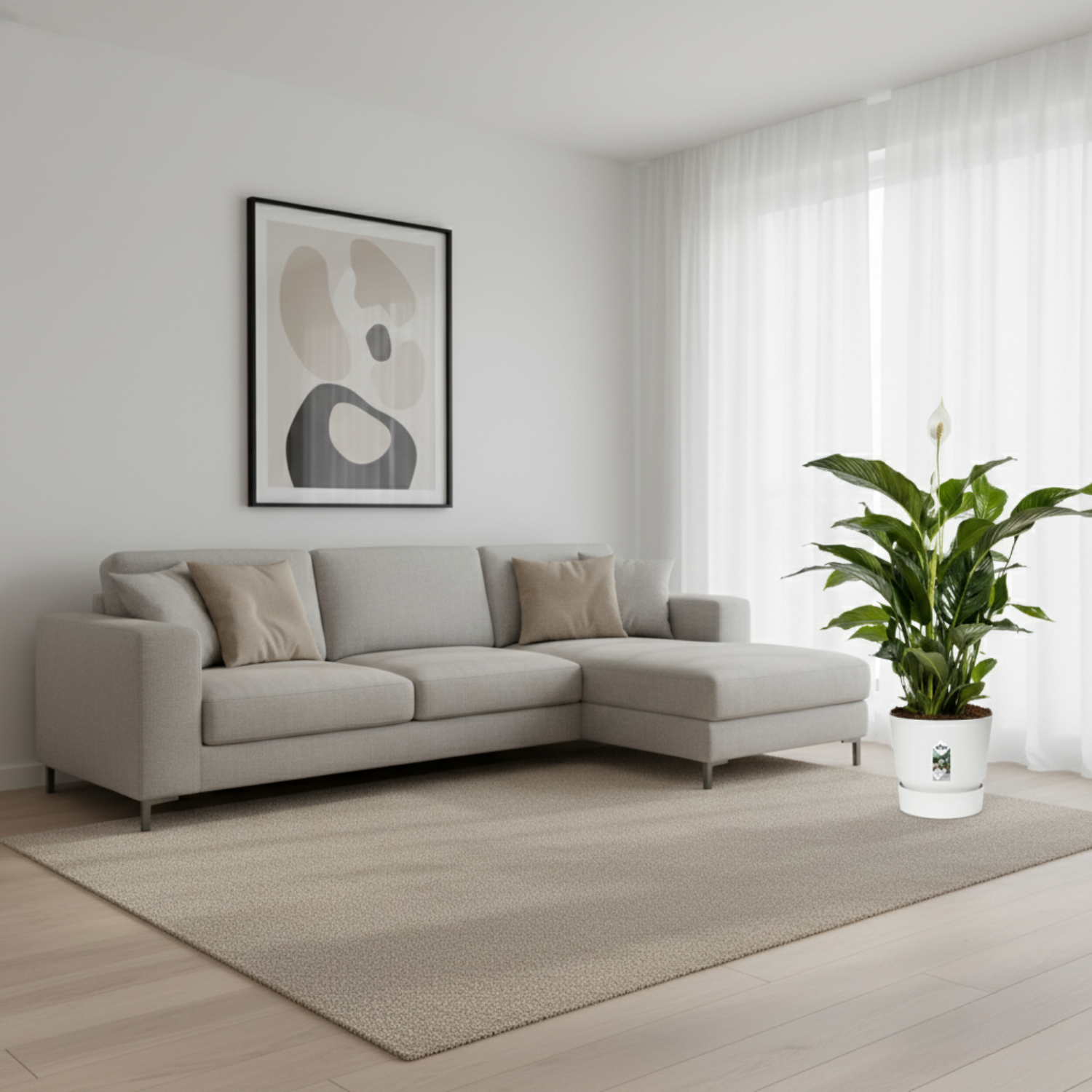 Spathiphyllum Bellini 