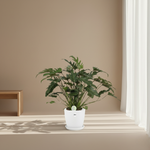Philodendron Xanadu 