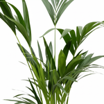 Kentia Palm