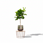 Ficus Lyrata Boom