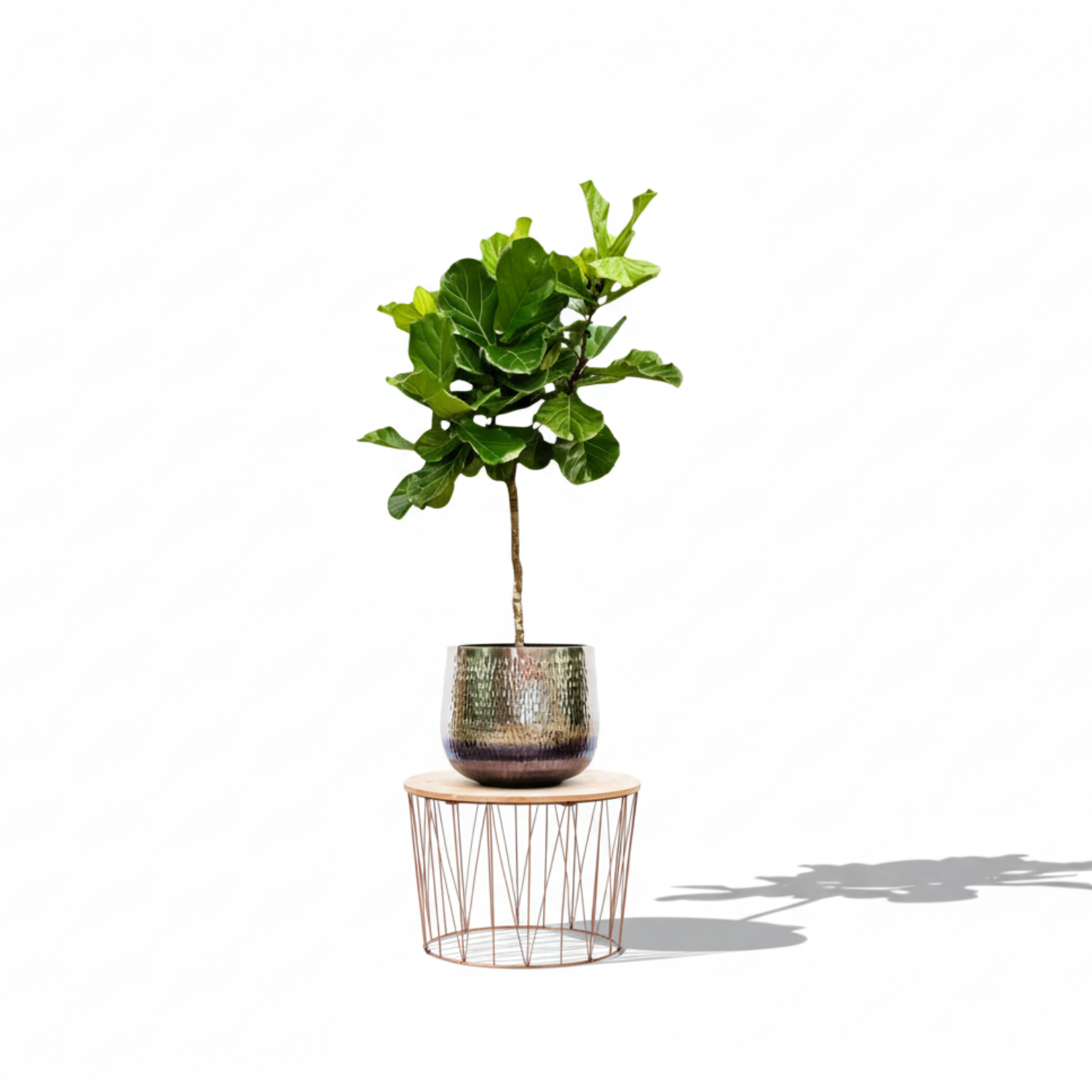 Ficus Lyrata Boom