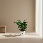 Spathiphyllum Sweet Silvana