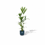 Kentia Palm kopen