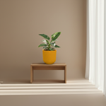 Philodendron kopen