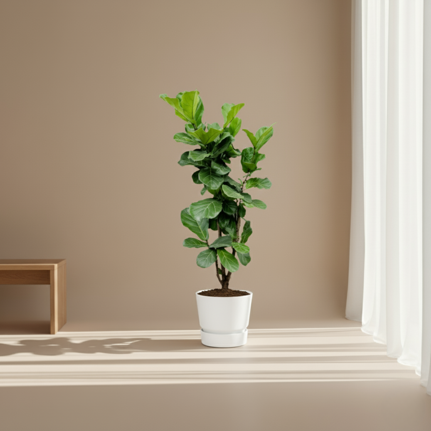 Ficus Lyrata