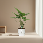 Alocasia Portodora kopen