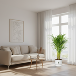 Areca Palm