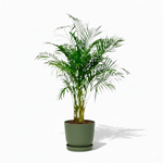Areca Palm