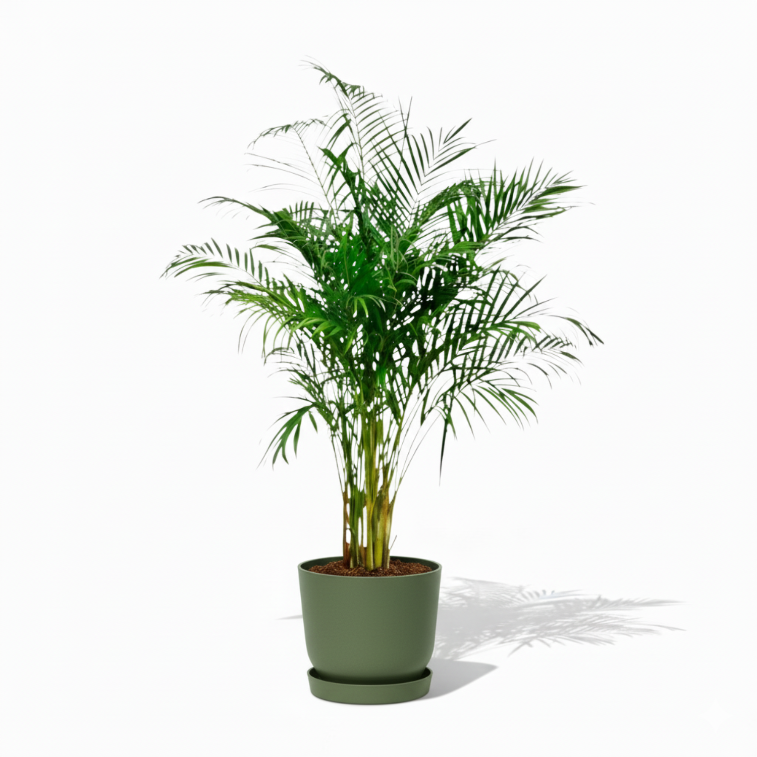 Areca Palm