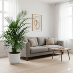 Areca Palm