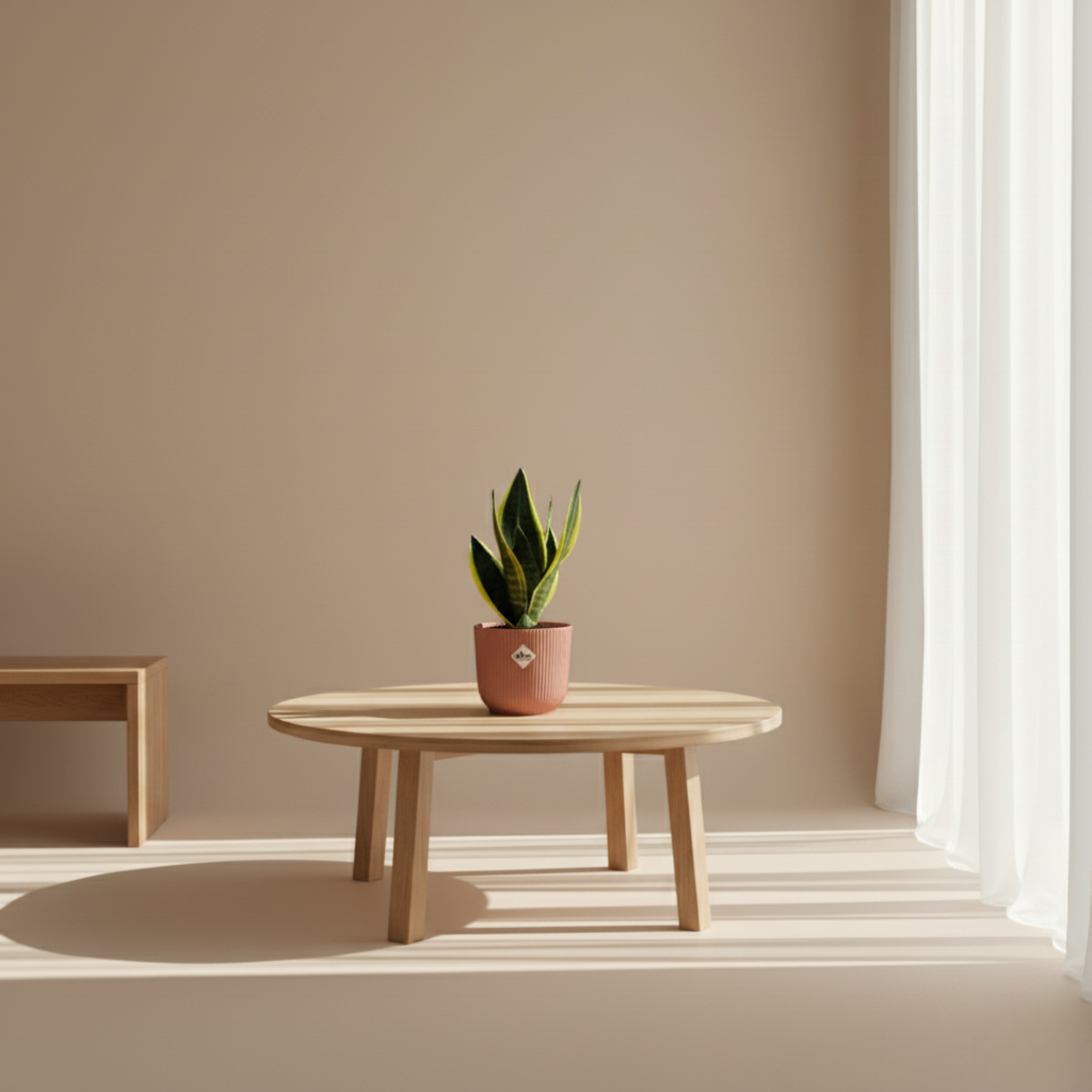 Sansevieria Futura Superba 