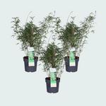 3x Fargesia rufa - 80cm