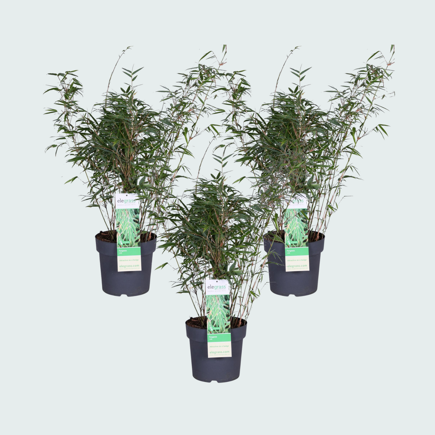 3x Fargesia rufa - 80cm