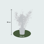 3x Fargesia rufa - 80cm