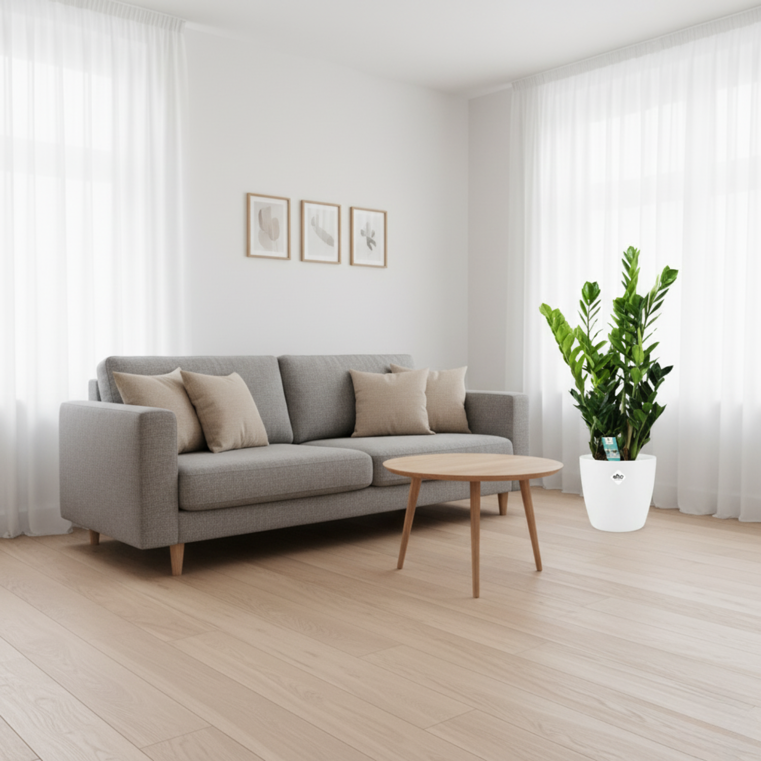 zamioculcas plant kopen