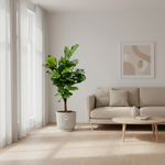 Ficus Lyrata