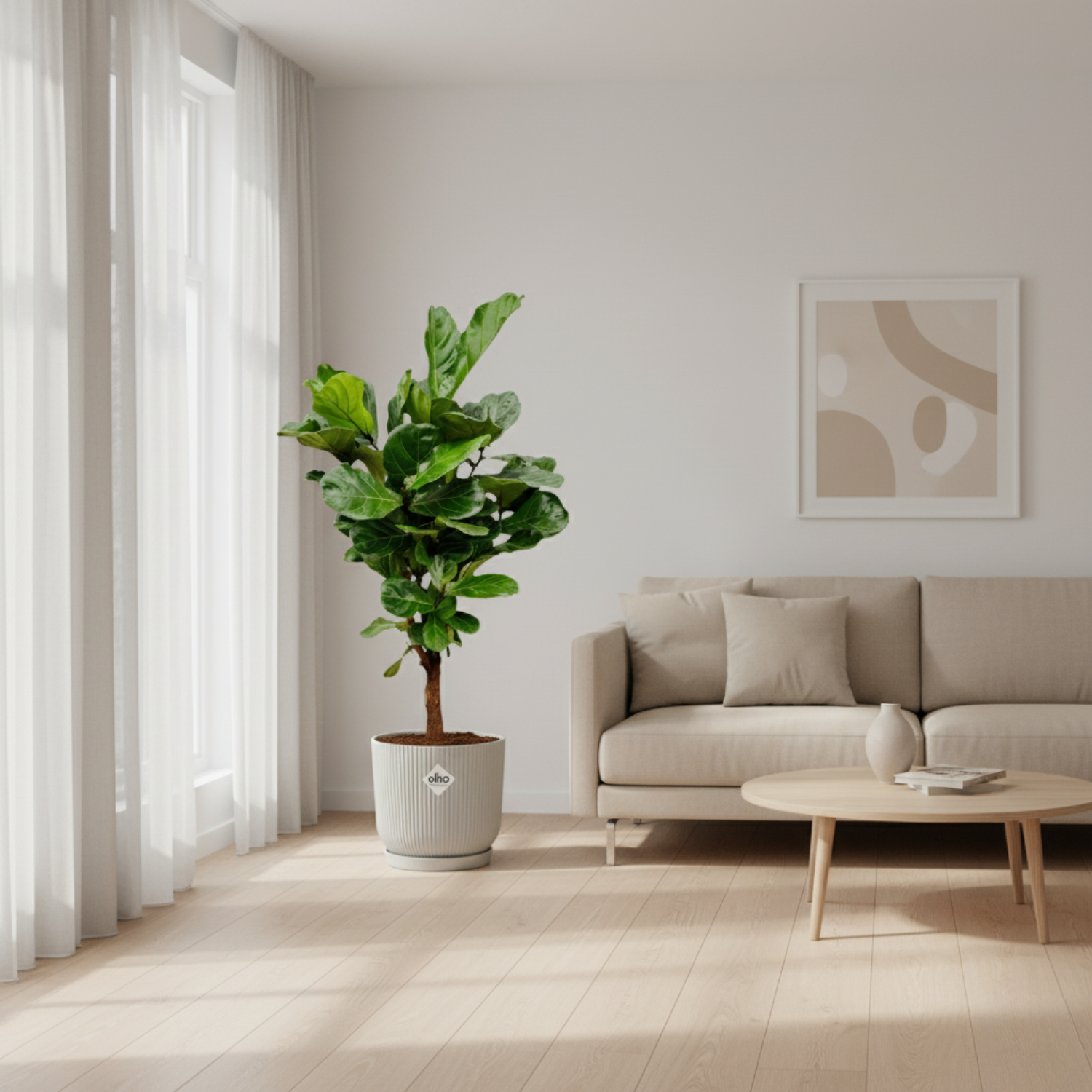 Ficus Lyrata