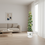 Philodendron Scandens kopen