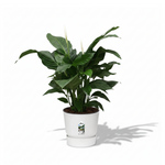Spathiphyllum Sweet Silvana