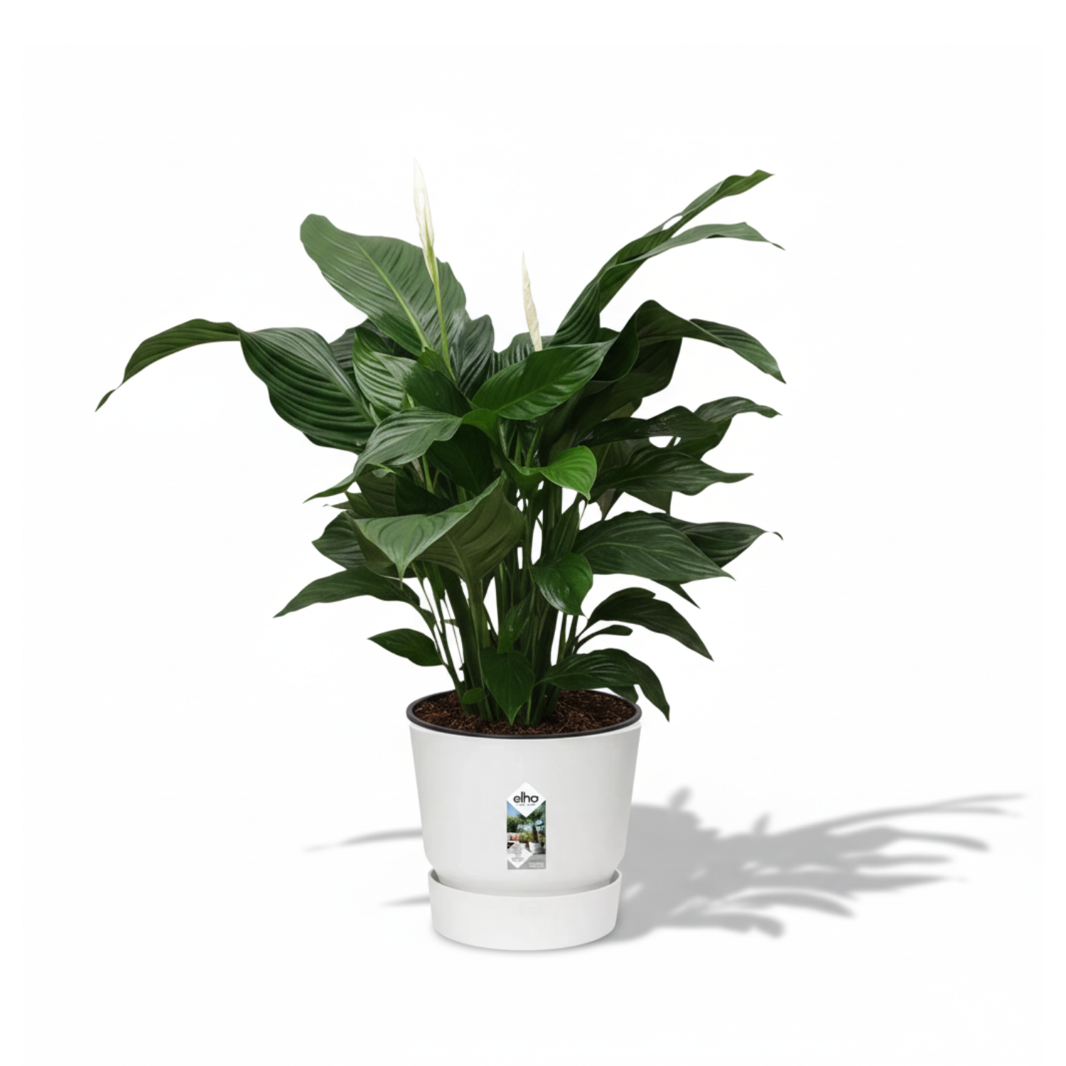 Spathiphyllum Sweet Silvana