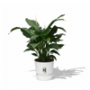 Strelitzia Nicolai