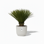 Yucca Rostrata