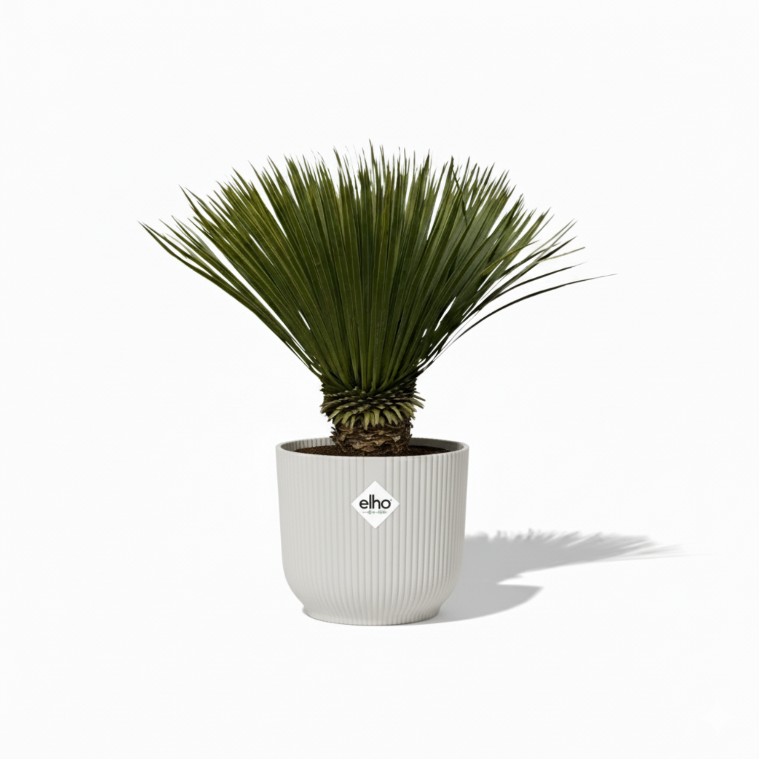 Yucca Rostrata