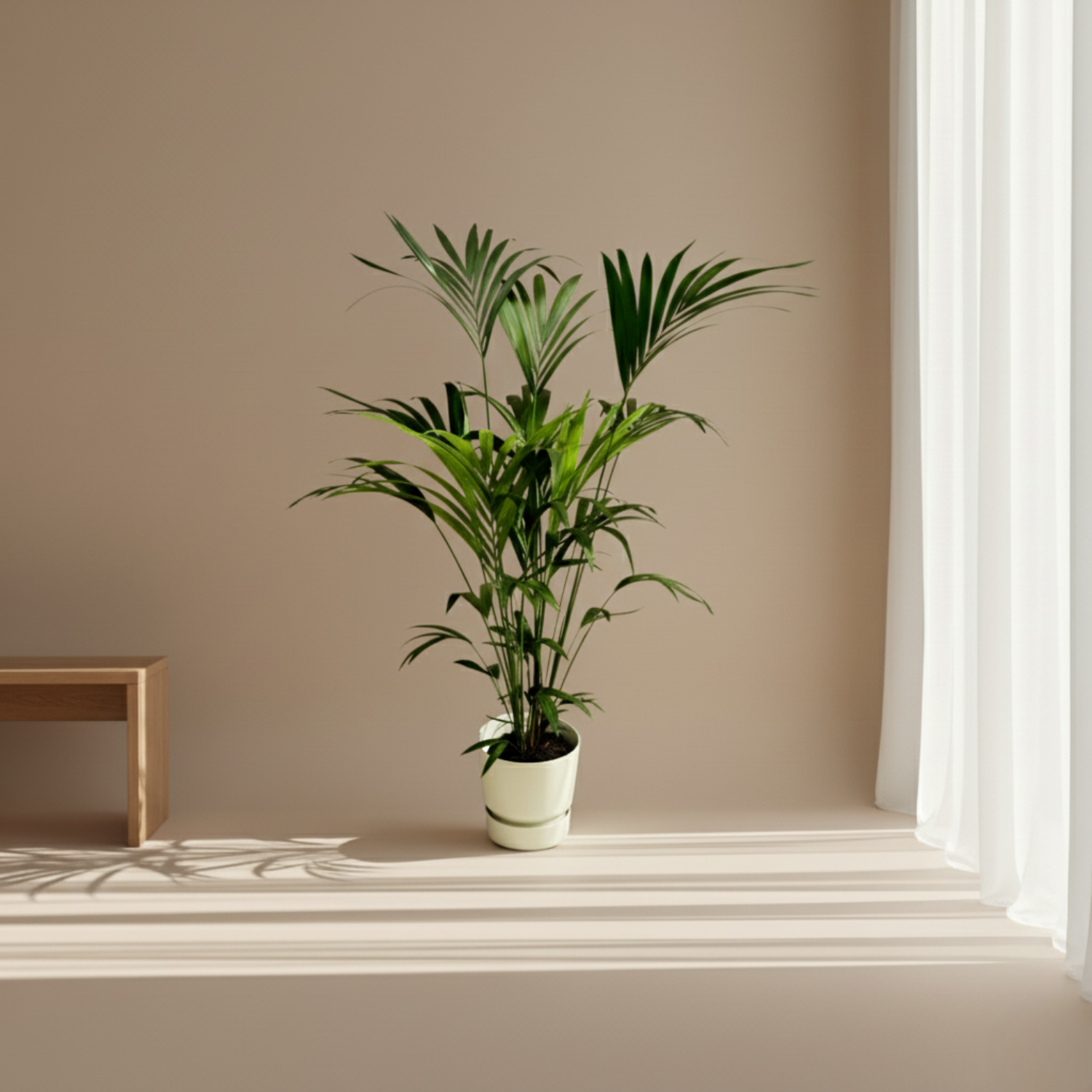 Kentia palm