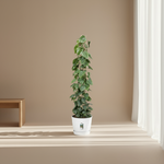 Philodendron Scandens kopen