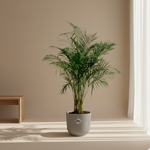Areca Palm