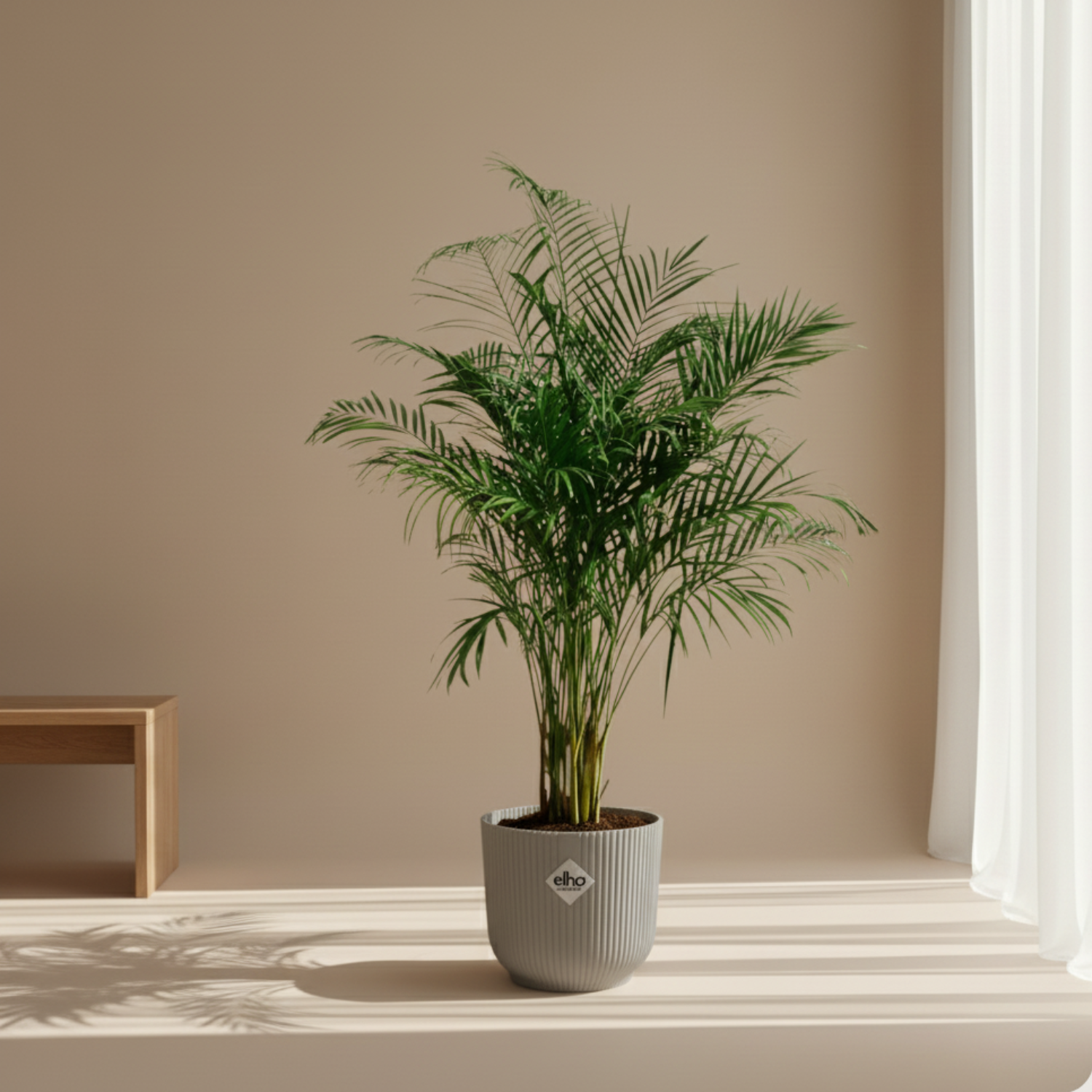 Areca Palm