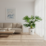 Philodendron Selloum