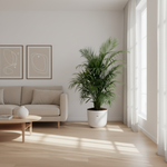 Areca Palm