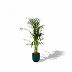 Areca palm kopen