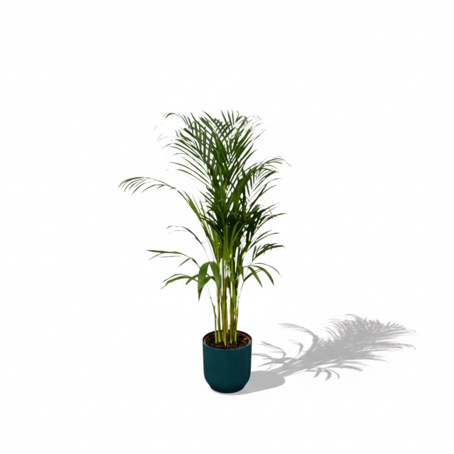 Areca palm kopen