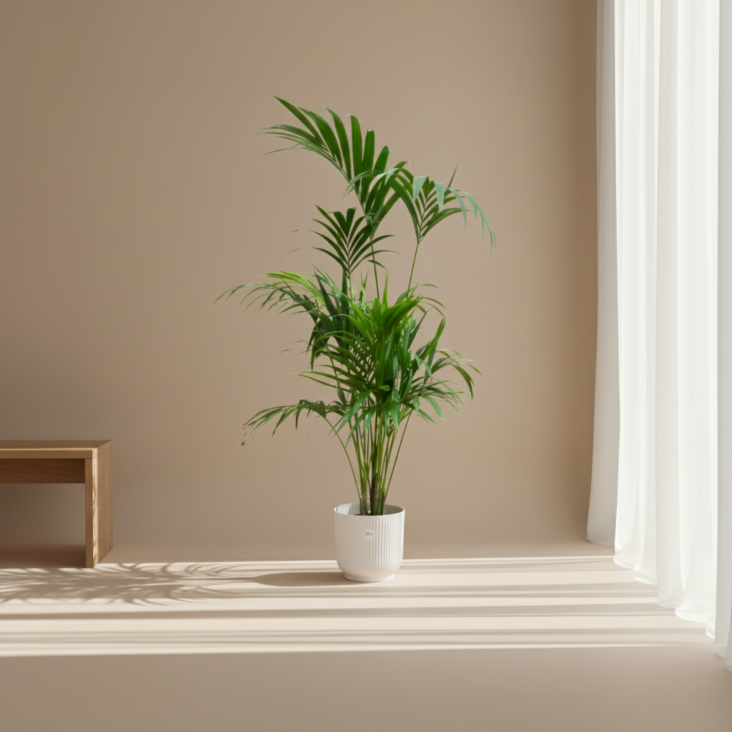 Kentia palm kopen