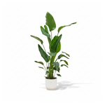 Strelitzia Nicolai