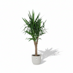 Yucca Elephantipes Vertakt