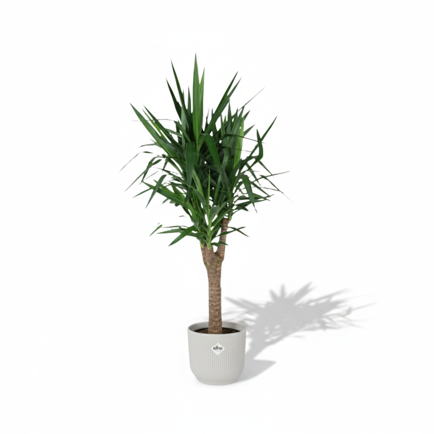Yucca Elephantipes Vertakt