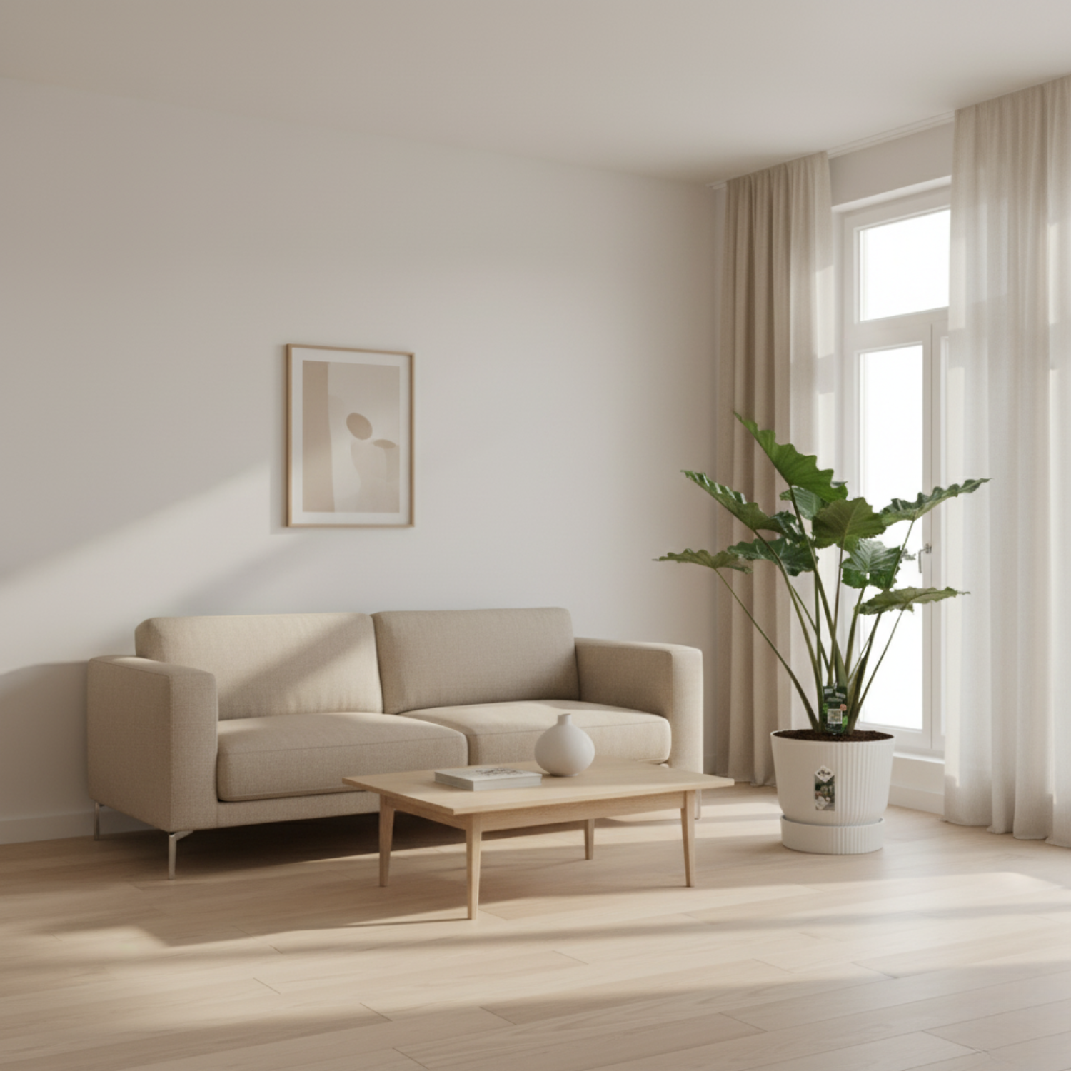 Alocasia Portodora kopen