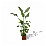  Strelitzia Nicolai