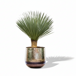 Yucca Rostrata 