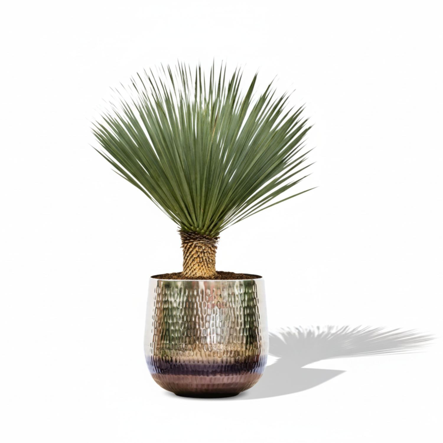 Yucca Rostrata 