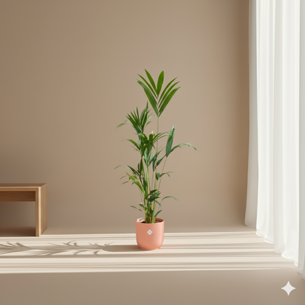 Kentia Palm kopen