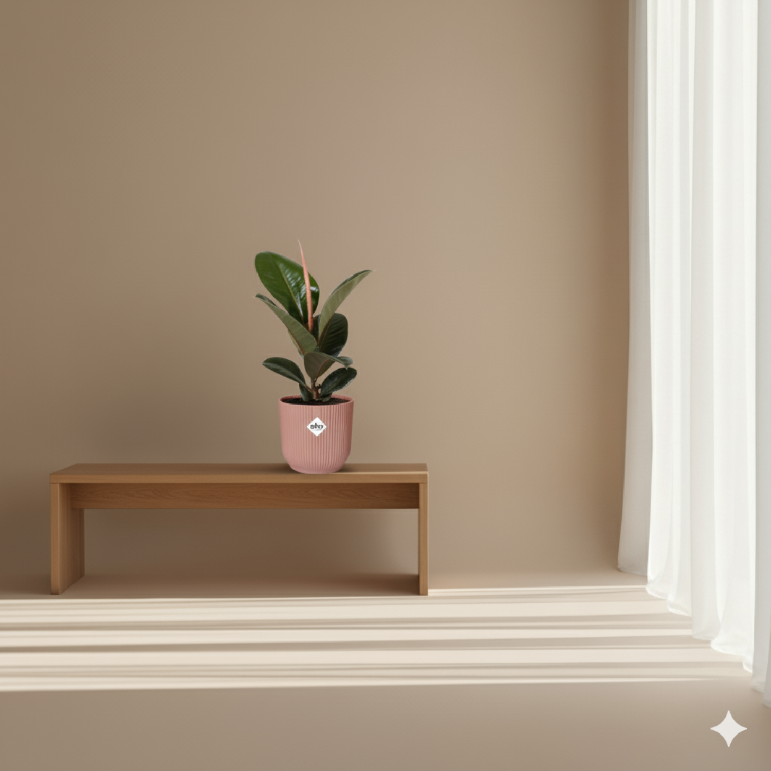 Ficus Elastica kopen