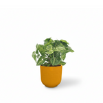 Syngonium Arrow