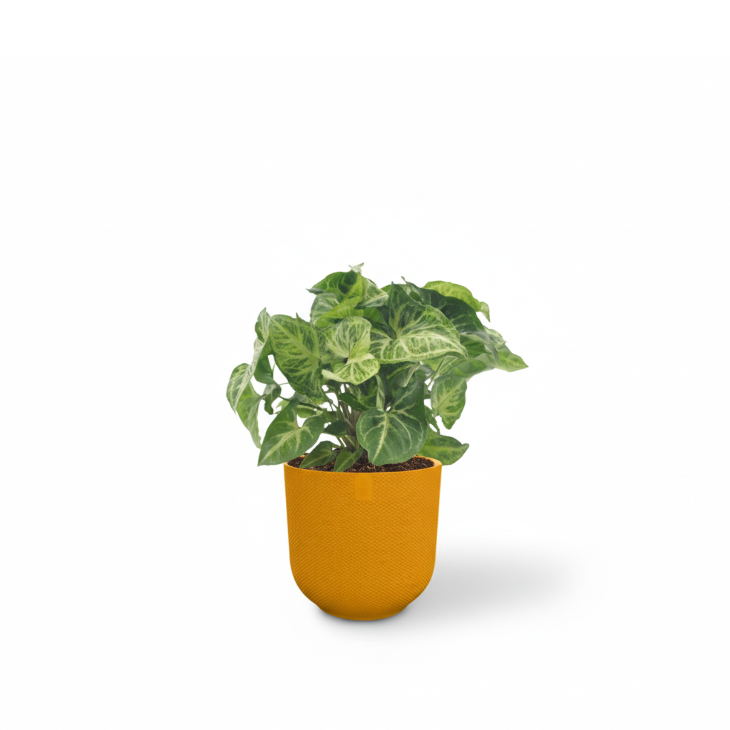 Syngonium Arrow